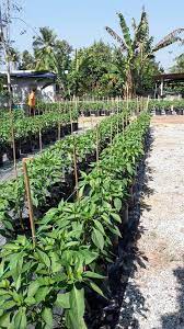 Video fertigasi penanaman rock melon & cili. Tanaman Kelab Usahawan Cili Fertigasi Utara Malaysia Facebook