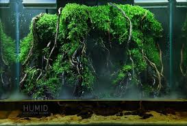 Riparium Complete Care Guide How To Build Bantam Earth Aquarium Garden Planted Aquarium Aquascape