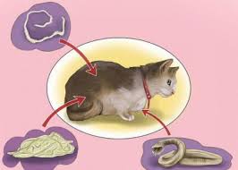 Kitten wollen meist mehr aufmerksamkeit und beschäftigung, wie eine erwachsene katze. Wurmkur Katze Test Beste Paste Entwurmen Stiftung Warentest Im Jahr 2021 Liebste Favorit