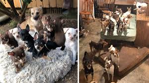 Give a lifesaving gift in 2021. Update No Charges In Georgia Dog Hoarding Case Officials Say