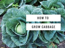 Maybe you would like to learn more about one of these? How To Grow Cabbage An Introduction Gardening Channel