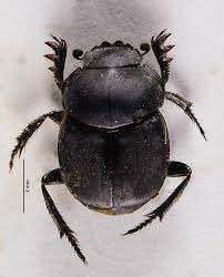 Image result for Canthium bugoyense