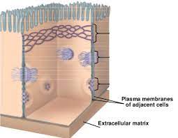 Wide range of cell culture and media systems for effective discovery & research. Cell Junctions Diagram Quizlet