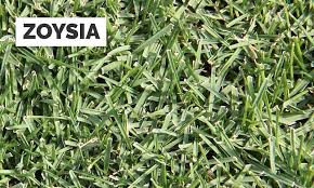 How to stop zoysia grass from spreading. How To Identify Your Lawn Grass