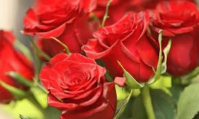 Exercices (cherchez les erreurs) ce n'est pourtant pas toi qui vas me donner des ordres ! Saint Valentin Les Messages D Amour Des Sarthois Le Mans Maville Com