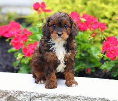 We breed high quality cavapoo puppies of beautiful colors including red, apricot, cream and parti colors. Cavapoo Puppies For Sale About Cavapoos Breed Characteristics