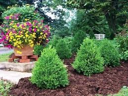 Maybe you would like to learn more about one of these? Boxwood Wintergem Pyramidal Boxwood Landscaping Green Mountain Boxwood Front Yard Plants