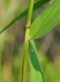 Image result for Sacciolepis rigens