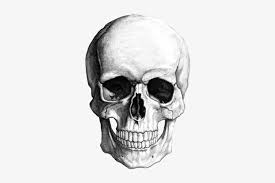 How to draw a skull head, skul. Academic Drawing Skull Skeleton Head Drawing Free Transparent Png Download Pngkey