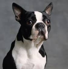Boston Terrier Kopek Resimleri Hayvanlar