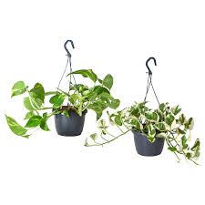Available in plenty of colours, our planters are sure to brighten up your home and garden with a touch of character while providing the perfect place for your plants to. Outdoor Pots Outdoor Plants Ikea