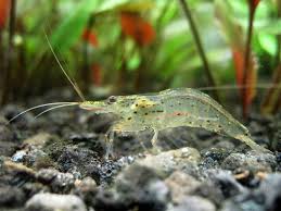 10 Tips For Cleaning Your Aquarium Making It Easier Amano Shrimp Betta Betta Tank