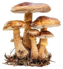 Mushrooms png Images - Free Download on Freepik