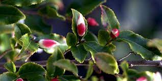 Known as the premiere camellia retailer on the east coast, our diverse collection includes something for everyone: Camellia Forest Nursery