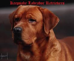 Good breeder of labrador retrievers. Keepsake Labradors About Us Page
