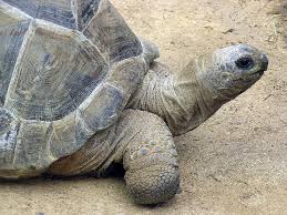 Sea turtle (any turtle that inhabits oceans). Tortoise Wiktionary