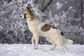 About nordic hunting dog breeds: Dcnh E V Deutscher Club Fur Nordische Hunde