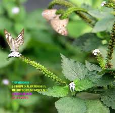 Image result for Heliotropium indicum