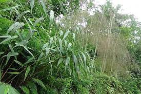 Dlium Broom Grass Thysanolaena Latifolia Ornamental Plants Grass Perennials
