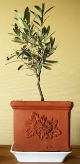 Epingle Sur Jardin Mediterraneen