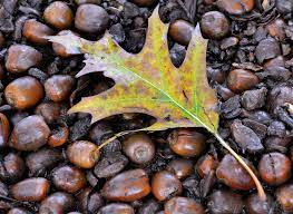 Garden Plot Why Acorns Can Lead To Unwanted Weeds And Ticks Wtop