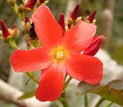 Image result for Jatropha botswanica