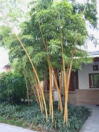Fargesia murielae = typischer gartenbambus. Bambus Pflanzenshop Startseite Kaufen