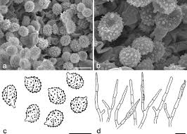 Image result for Russula perlactea