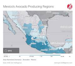Mexicos Quest To Satisfy Avocado Demand Gro Intelligence