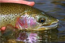 Try it! Youth Fishing (Ages 17 and Under)