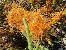 Image result for Cuscuta cassytoides