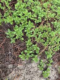 Image result for Acanthospermum australe