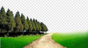 Pine trees can be a wonderful addition to your cincinnati property. Forest Png Images Pngwing