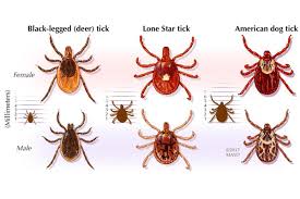 Image result for Tick Removal