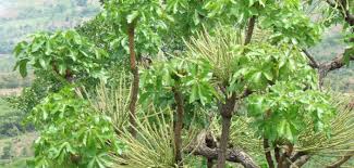 Image result for Cussonia corbisieri