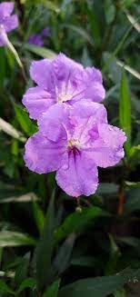 Pin Di Bunga Kencana Ungu Ruellia Tuberosa