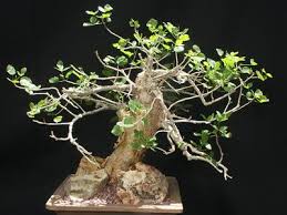 Image result for Commiphora caerulea