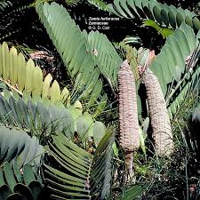 Image result for Zamiaceae