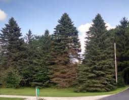 Maybe you would like to learn more about one of these? Why Are Spruce Trees In The Midwest Declining Michigan Radio