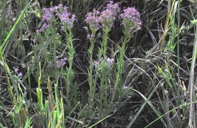 Image result for Lobelia chireensis