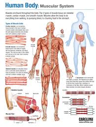 Teaching The Muscular System