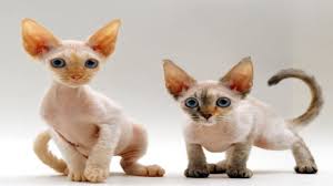 Get a ragdoll, bengal, siamese and more on kijiji, canada's #1 local classifieds. Top 13 Beautiful Devon Rex Cat Breeders Photos Youtube