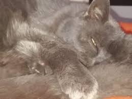 Thiamazol steckbrief name (inn) thiamazol weitere namen methimazol wirkungsgruppe thyreostatikum handelsnamen favistan®, methizol®, thyrozol®; Schilddrusenuberfunktion Bei Der Katze Katzenblog Katzenflustern