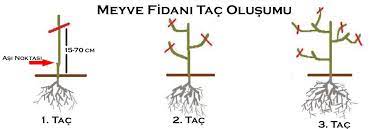 Evde limon ağacı nasıl yetiştirilir derseniz, sizler için bu pratik 4 adımdan bahsedebiliriz. Evde Saksida Limon Agaci Yetistiriciligi Bakimi