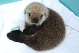 Baby Otter Cute Baby Animals Cute Animals Fluffy Animals