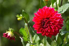 Vedi la nostra mini fiori rossi selezione dei migliori articoli speciali o personalizzati, fatti a mano dai nostri negozi. Fiori Rossi Significato E Le 20 Varieta Piu Belle Greenme