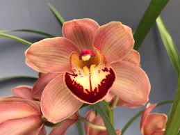 Image result for Dipcadi vaginatum