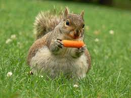What is the best food for wild squirrels? This Squirrel Who Is Starting Work On Her Bikini Body One Snack At A Time Animals Cute Squirrel Funny Animals