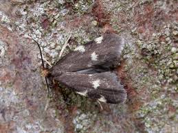 Image result for Telechrysis tripuncta