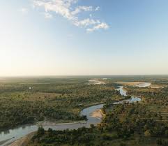 Image result for Otiophora pycnostachys